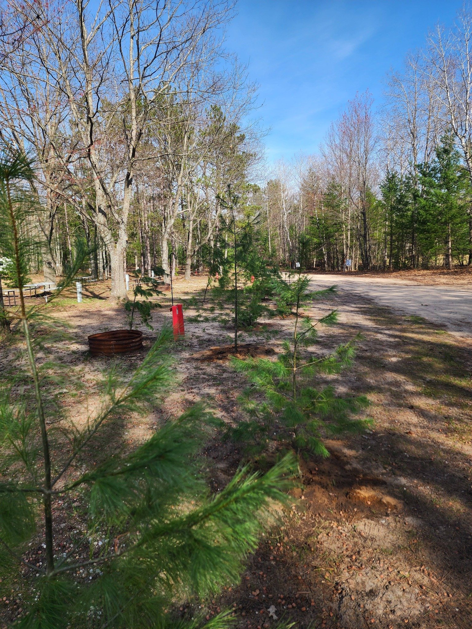 The campground coming back to life with new trees